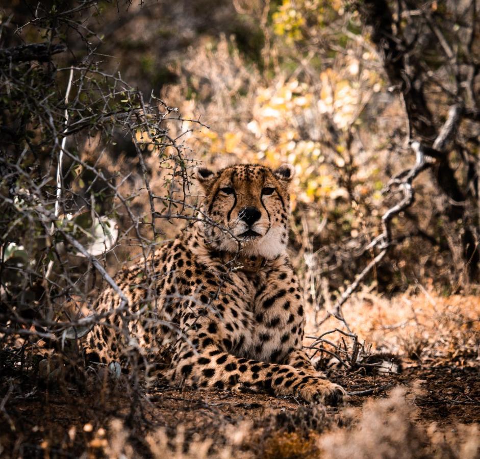 Buffelsdrift Game Lodge オーツホーン エクステリア 写真