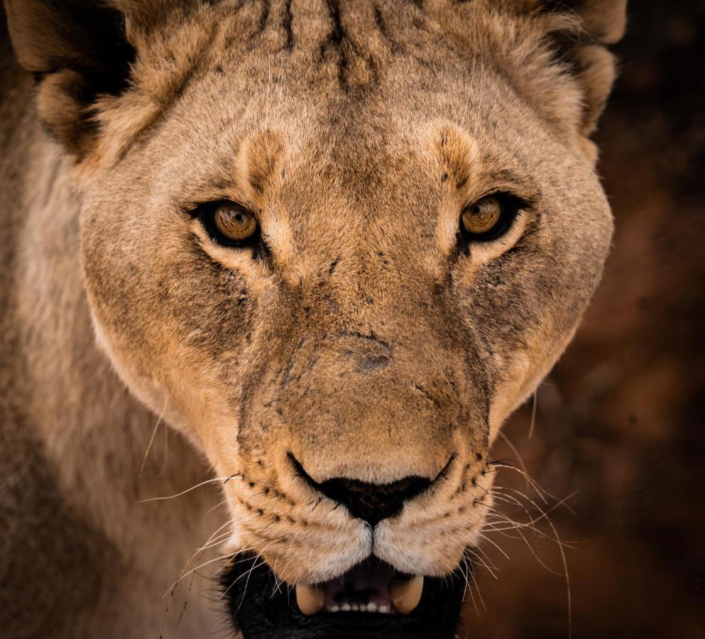 Buffelsdrift Game Lodge オーツホーン エクステリア 写真
