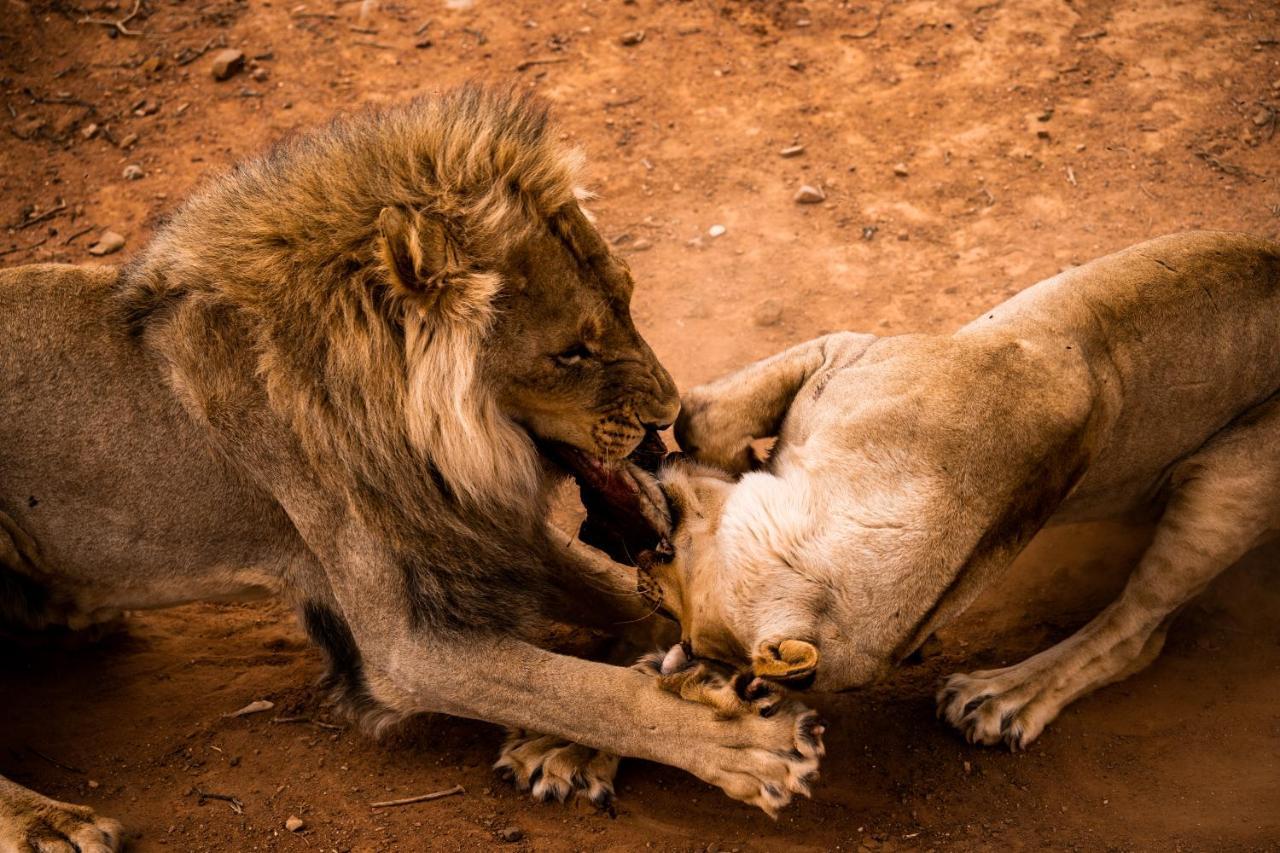 Buffelsdrift Game Lodge オーツホーン エクステリア 写真