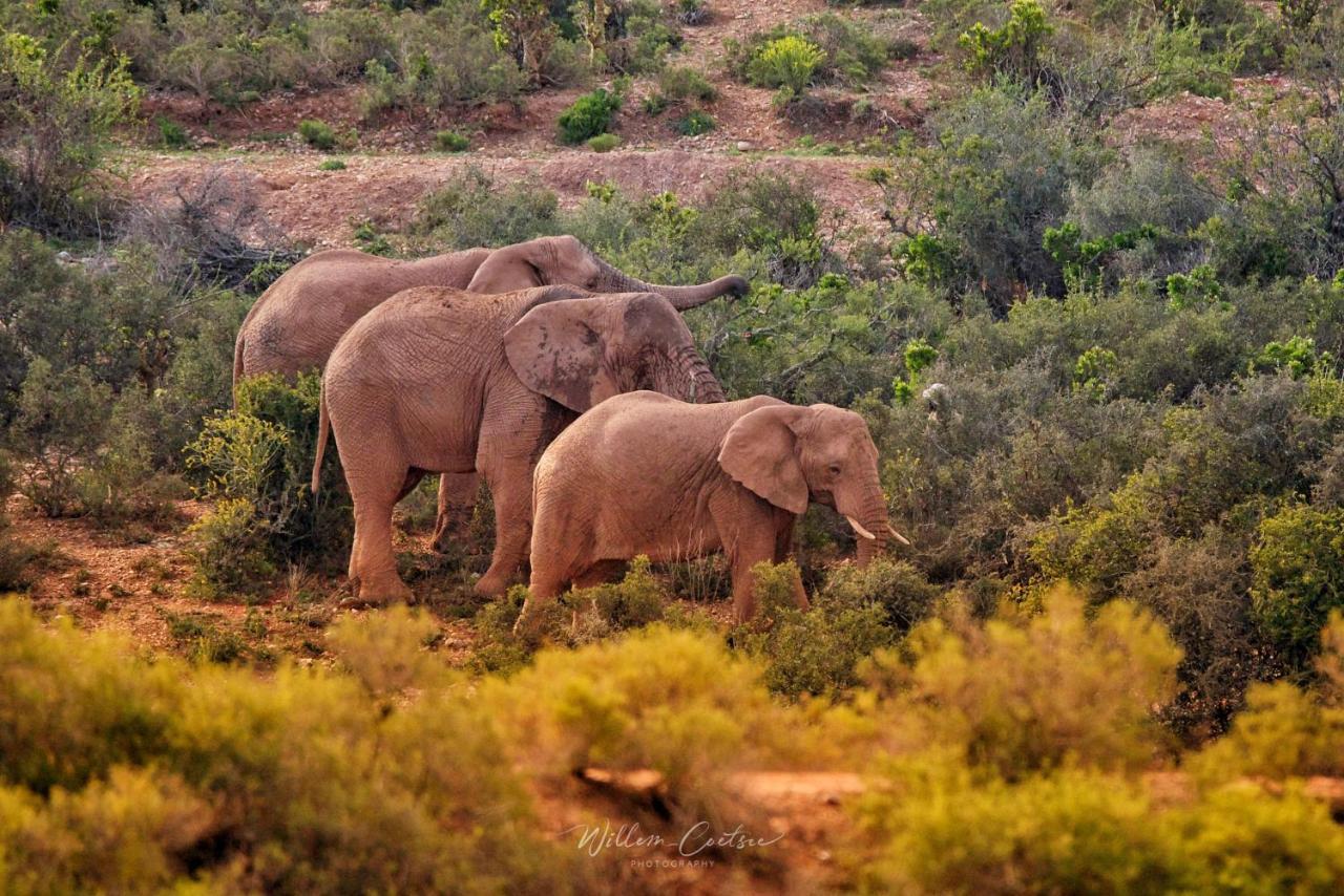 Buffelsdrift Game Lodge オーツホーン エクステリア 写真