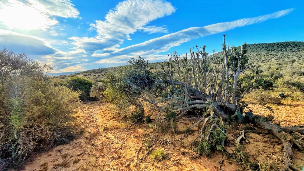 Buffelsdrift Game Lodge オーツホーン エクステリア 写真