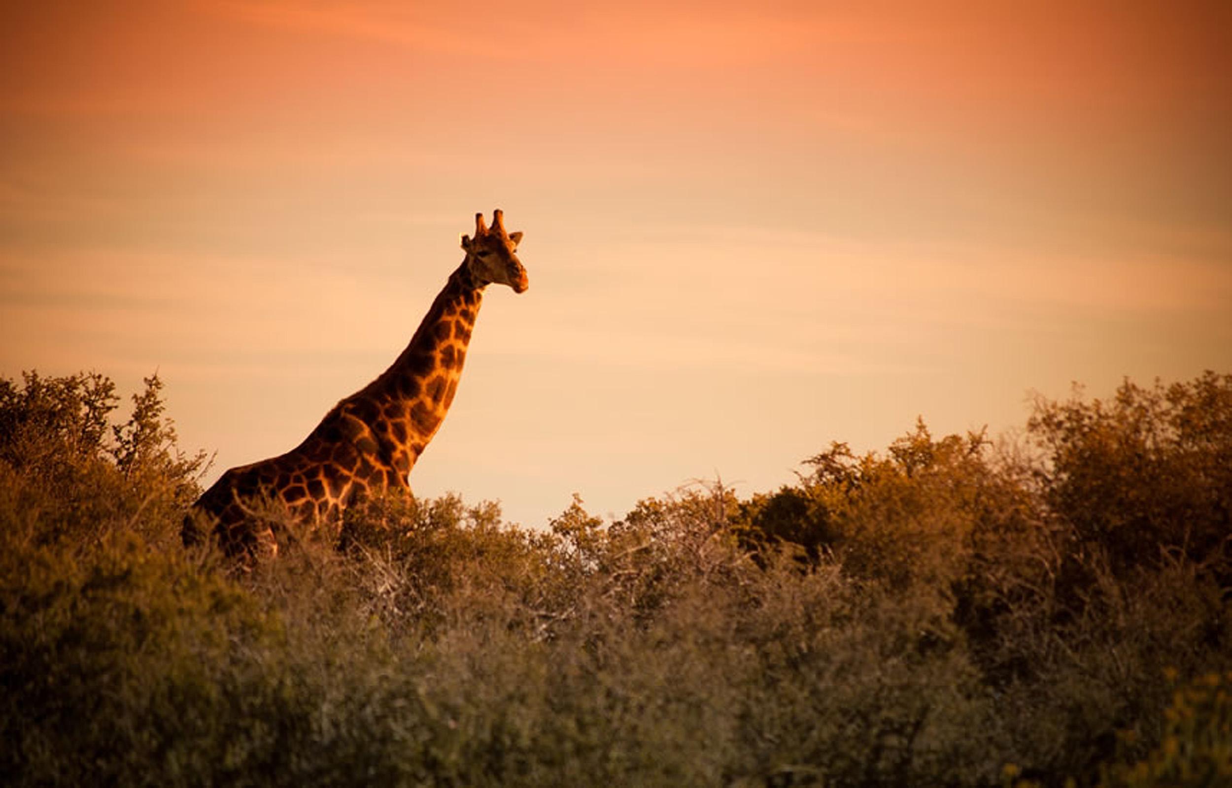 Buffelsdrift Game Lodge オーツホーン エクステリア 写真