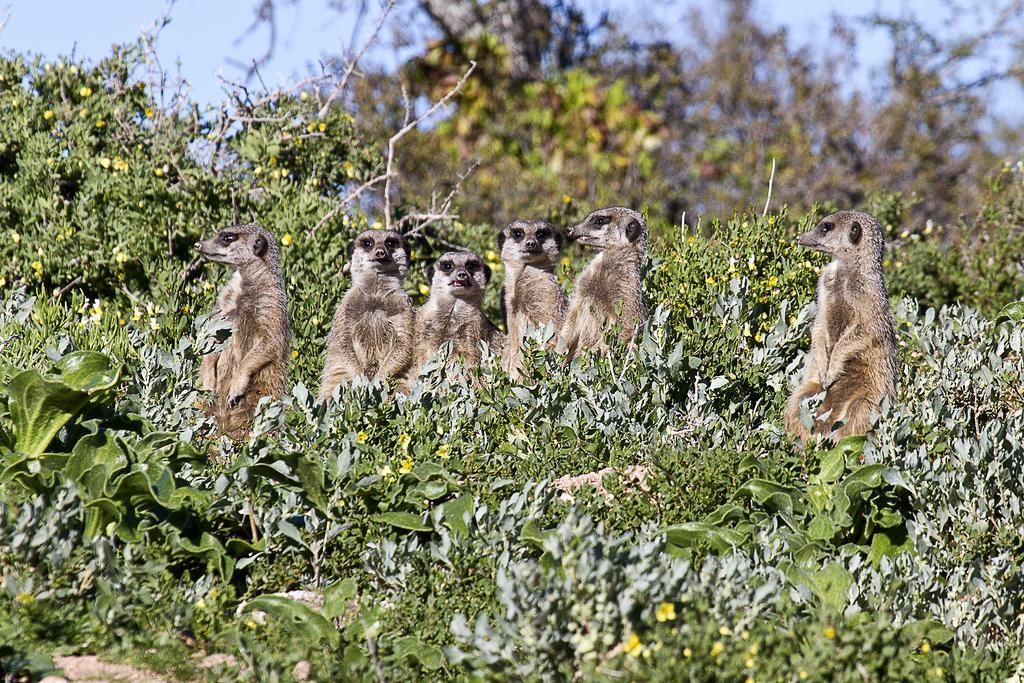 Buffelsdrift Game Lodge オーツホーン エクステリア 写真